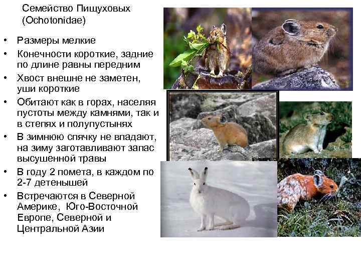   Семейство Пищуховых (Ochotonidae) • Размеры мелкие • Конечности короткие, задние  по