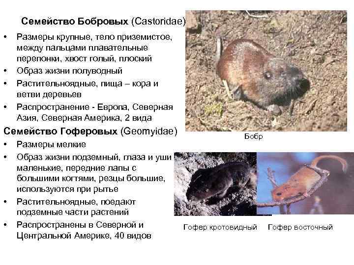   Семейство Бобровых (Castoridae) •  Размеры крупные, тело приземистое,  между пальцами