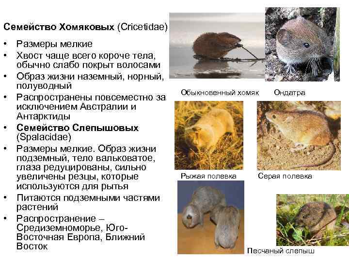 Семейство Хомяковых (Cricetidae) • Размеры мелкие • Хвост чаще всего короче тела, обычно слабо