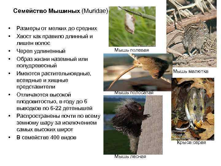   Семейство Мышиных (Muridae)  •  Размеры от мелких до средних •