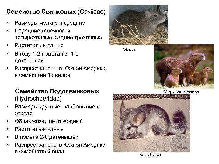 Семейство Свинковых (Caviidae) •  Размеры мелкие и средние •  Передние конечности четырехпалые,