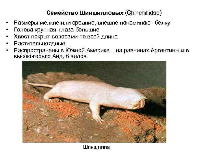    Семейство Шиншилловых (Chinchillidae)  • Размеры мелкие или средние, внешне напоминают