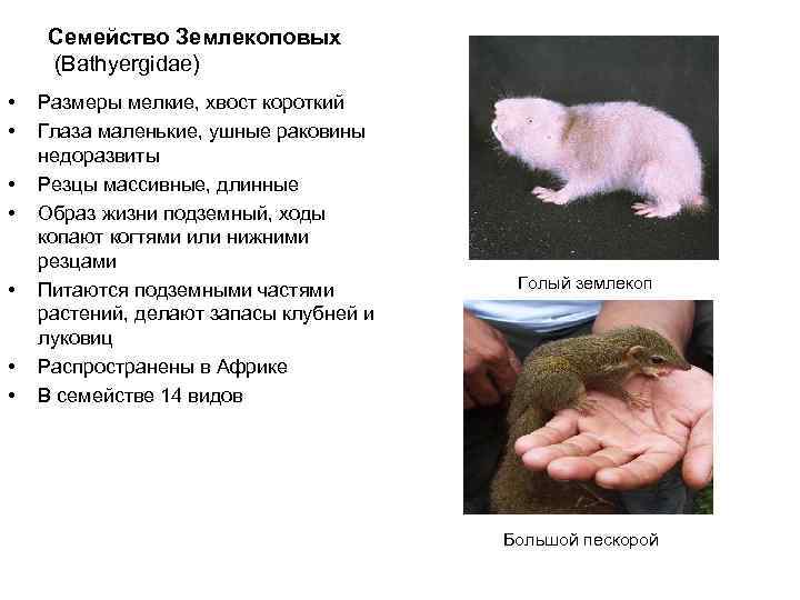   Семейство Землекоповых (Bathyergidae) •  Размеры мелкие, хвост короткий •  Глаза