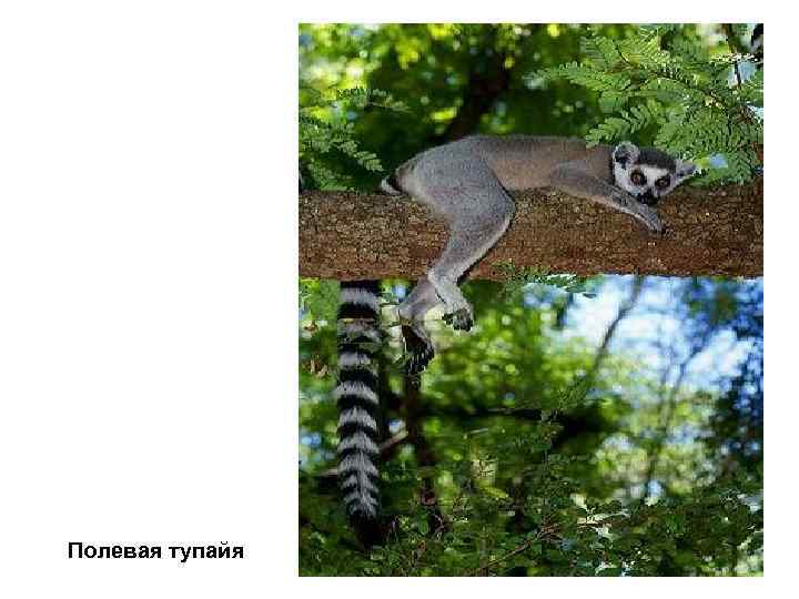 Полевая тупайя 