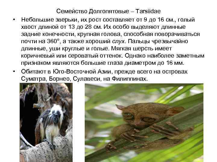    Семейство Долгопятовые – Tarsiidae • Небольшие зверьки, их рост составляет от