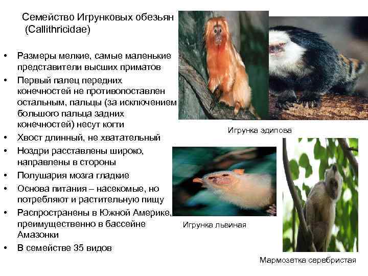  Семейство Игрунковых обезьян  (Callithricidae)  •  Размеры мелкие, самые маленькие представители