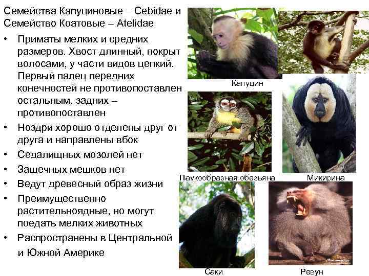 Семейства Капуциновые – Cebidae и Семейство Коатовые – Atelidae  • Приматы мелких и