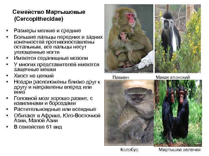   Семейство Мартышовые (Cercopithecidae)  •  Размеры мелкие и средние • 