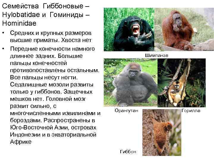 Семейства Гиббоновые – Hylobatidae и Гоминиды – Hominidae • Средних и крупных размеров 