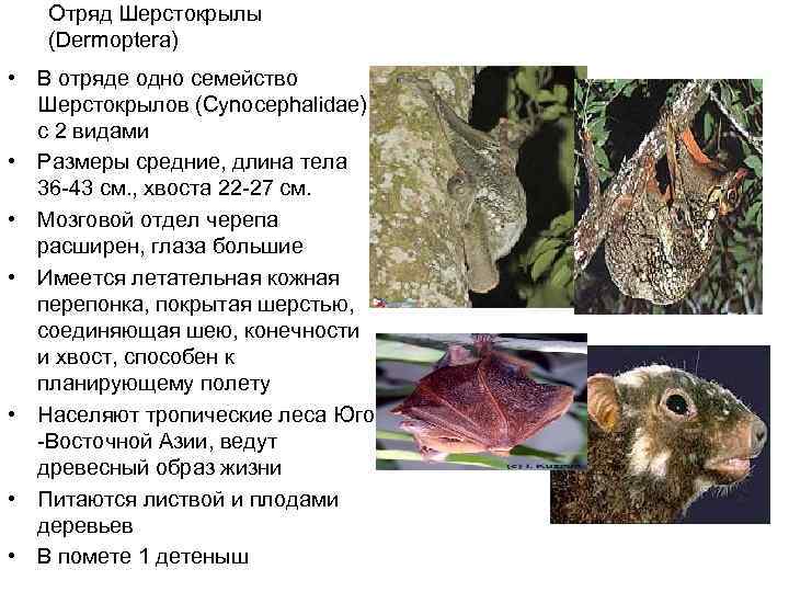   Отряд Шерстокрылы (Dermoptera) • В отряде одно семейство  Шерстокрылов (Cynocephalidae) 
