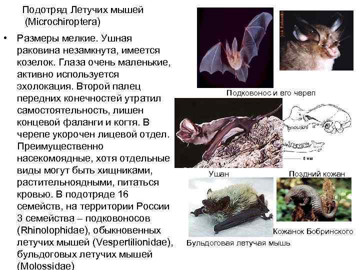   Подотряд Летучих мышей (Microchiroptera) • Размеры мелкие. Ушная  раковина незамкнута, имеется