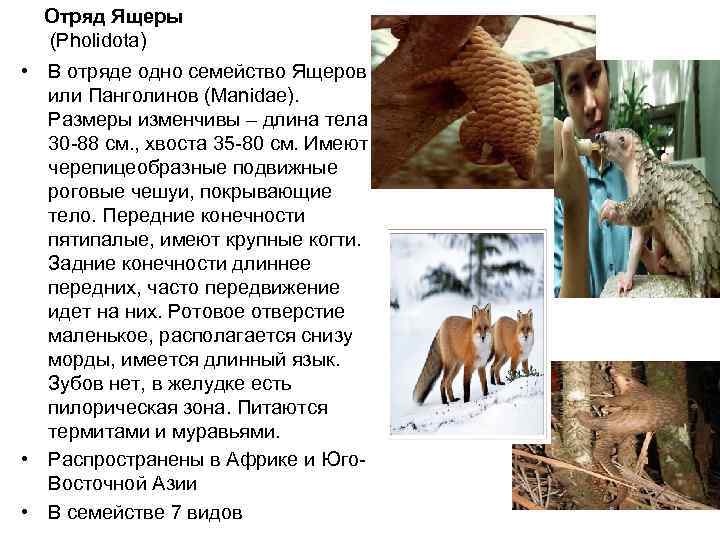  Отряд Ящеры  (Pholidota) • В отряде одно семейство Ящеров  или Панголинов