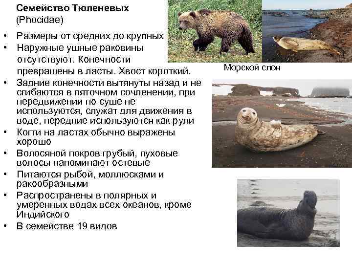  Семейство Тюленевых (Phocidae) • Размеры от средних до крупных • Наружные ушные