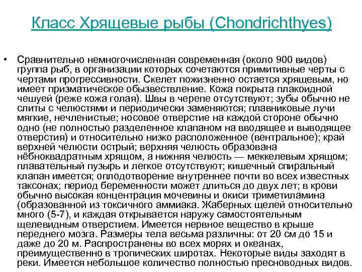  Класс Хрящевые рыбы (Chondrichthyes)  • Сравнительно немногочисленная современная (около 900 видов) 