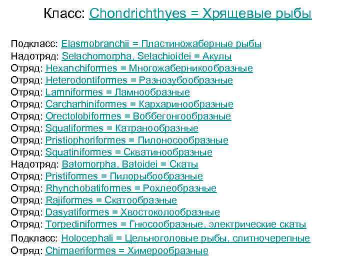  Класс: Chondrichthyes = Хрящевые рыбы Подкласс: Elasmobranchii = Пластиножаберные рыбы Надотряд: Selachomorpha, Selachioidei