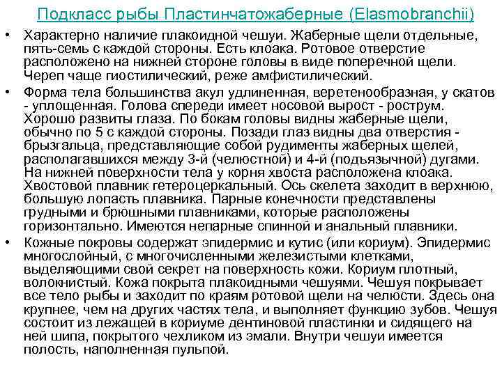   Подкласс рыбы Пластинчатожаберные (Elasmobranchii) • Характерно наличие плакоидной чешуи. Жаберные щели отдельные,