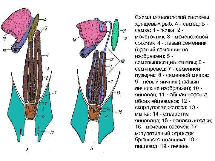 Схема мочеполовой системы хрящевых рыб. А - самец; Б - самка: 1 - почка;