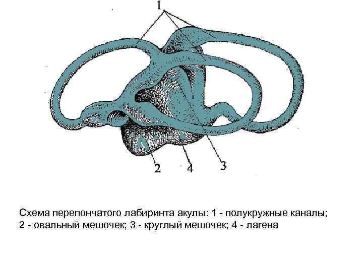 Схема перепончатого лабиринта