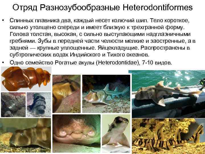   Отряд Разнозубообразные Heterodontiformes • Спинных плавника два, каждый несет колючий шип. Тело