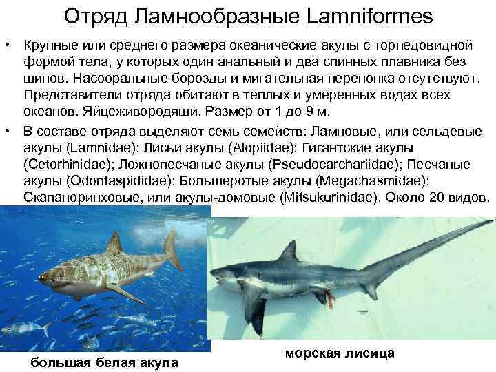   Отряд Ламнообразные Lamniformes • Крупные или среднего размера океанические акулы с торпедовидной