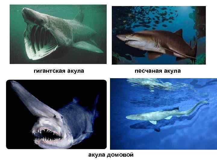 гигантская акула    песчаная акула    акула домовой 