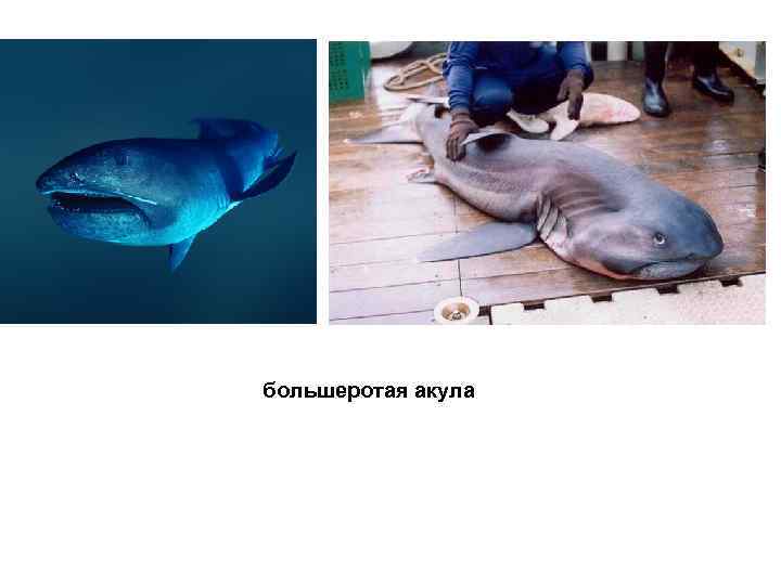 большеротая акула 