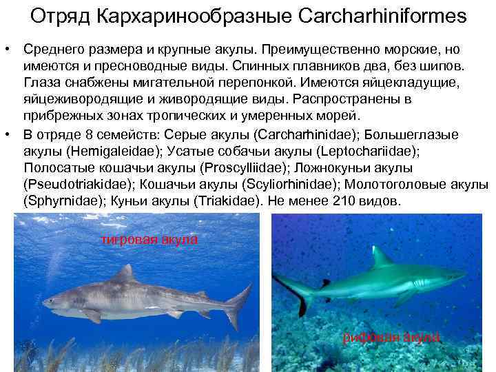   Отряд Кархаринообразные Carcharhiniformes • Среднего размера и крупные акулы. Преимущественно морские, но