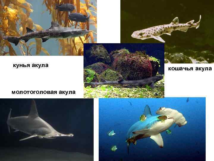 кунья акула    кошачья акула  молотоголовая акула 
