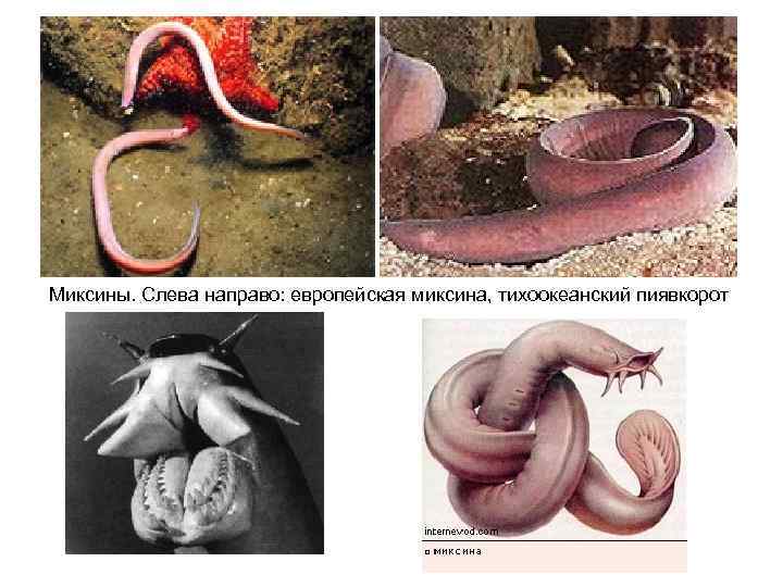 Миксины. Слева направо: европейская миксина, тихоокеанский пиявкорот 