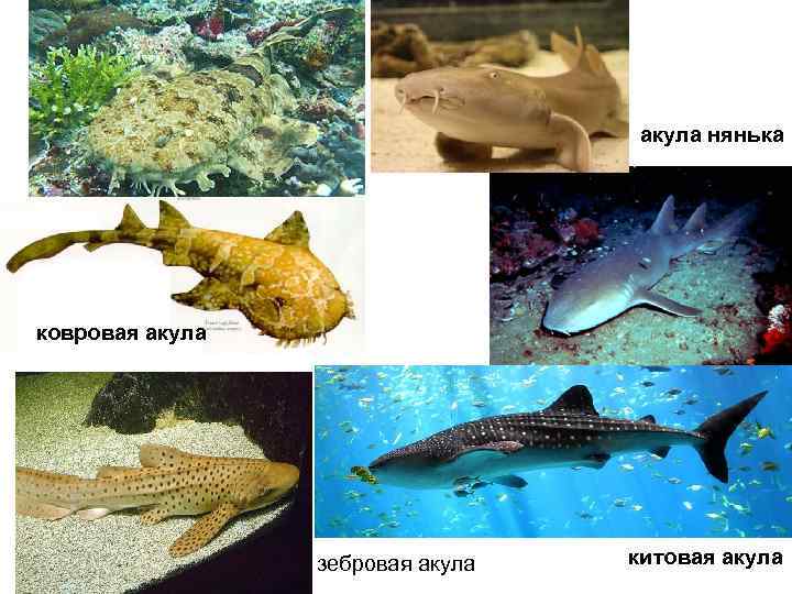        акула нянька ковровая акула   