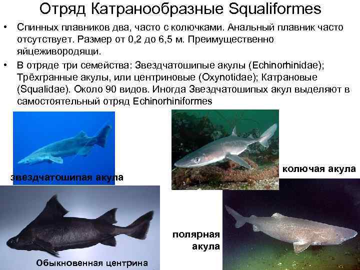  Отряд Катранообразные Squaliformes • Спинных плавников два, часто с колючками. Анальный плавник часто
