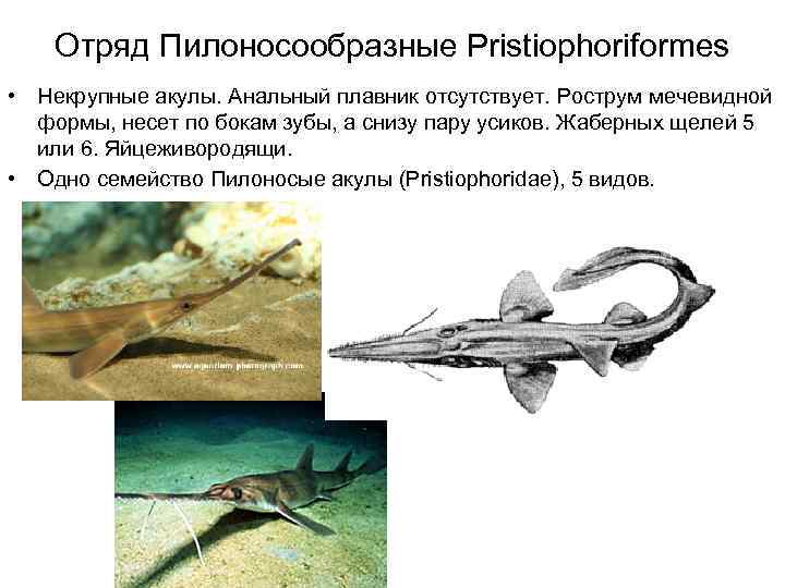   Отряд Пилоносообразные Pristiophoriformes • Некрупные акулы. Анальный плавник отсутствует. Рострум мечевидной 