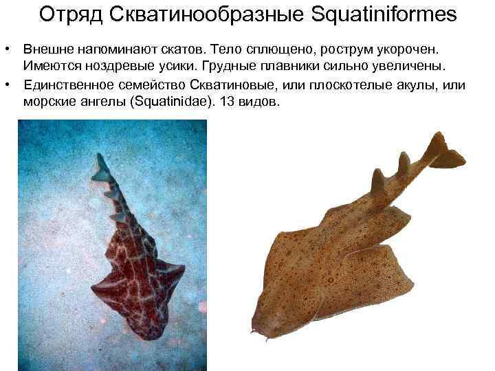   Отряд Скватинообразные Squatiniformes • Внешне напоминают скатов. Тело сплющено, рострум укорочен. 