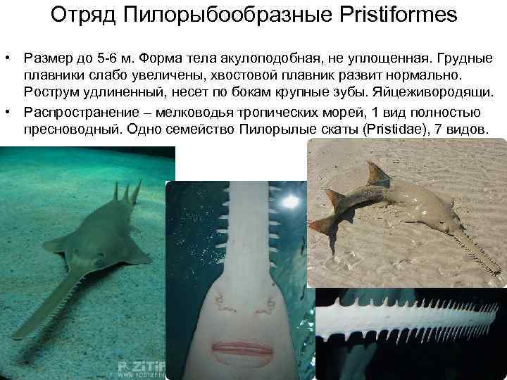  Отряд Пилорыбообразные Pristiformes • Размер до 5 -6 м. Форма тела акулоподобная, не