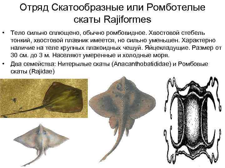  Отряд Скатообразные или Ромботелые    скаты Rajiformes • Тело сильно сплющено,