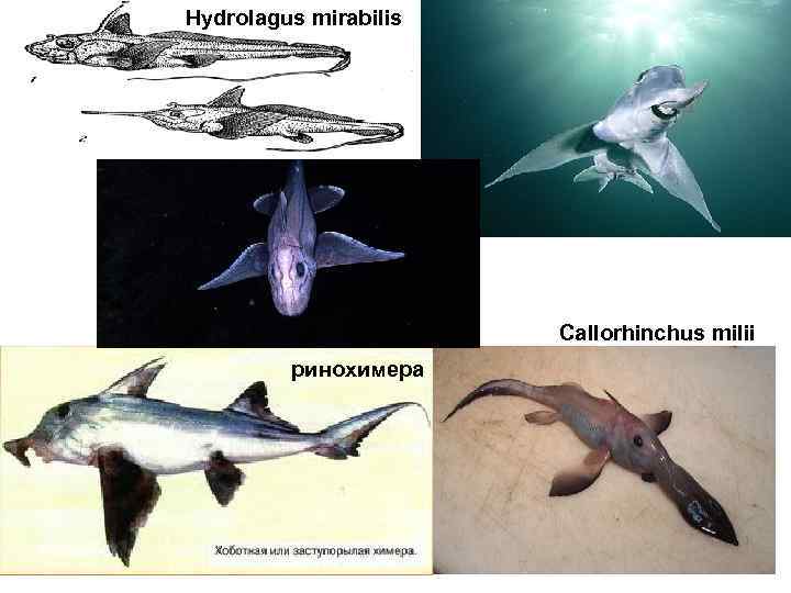 Hydrolagus mirabilis      Callorhinchus milii   ринохимера 