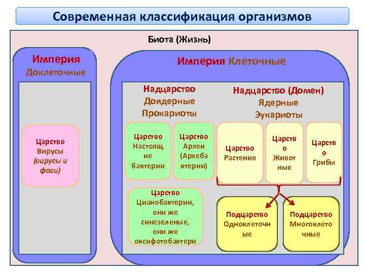 Схема классификация организмов