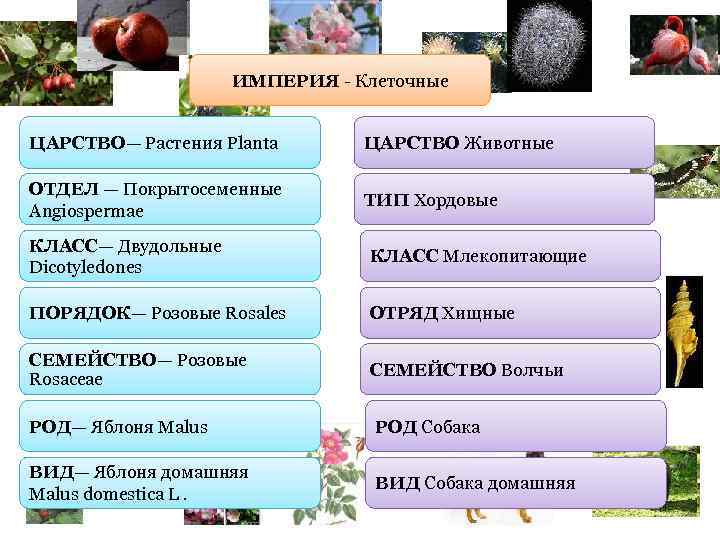     ИМПЕРИЯ - Клеточные  ЦАРСТВО— Растения Planta  ЦАРСТВО Животные