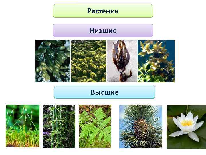 Растения Низшие Высшие 