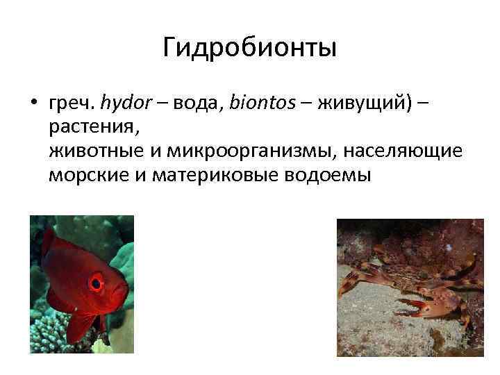   Гидробионты  • греч. hydor – вода, biontos – живущий) – 