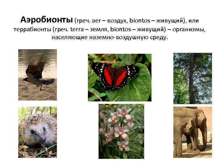  Аэробионты (греч. aer – воздух, biontos – живущий), или террабионты (греч. terra –