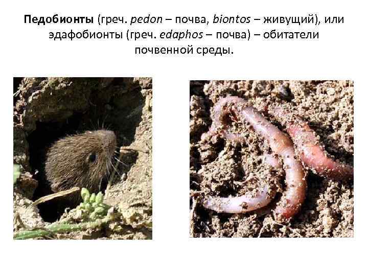 Педобионты (греч. pedon – почва, biontos – живущий), или эдафобионты (греч. edaphos – почва)