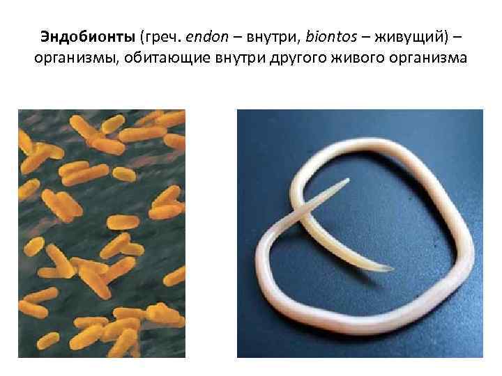  Эндобионты (греч. endon – внутри, biontos – живущий) – организмы, обитающие внутри другого