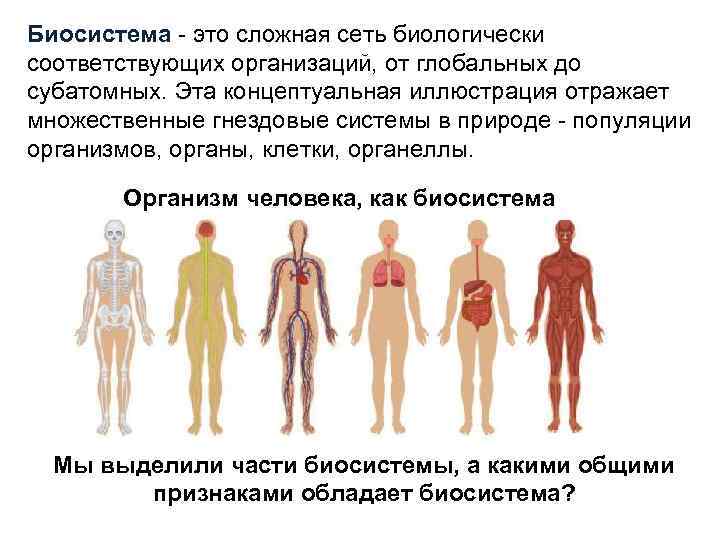 Биосистема - это сложная сеть биологически соответствующих организаций, от глобальных до субатомных. Эта концептуальная