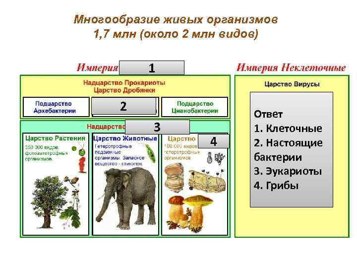 Презентация многообразие живых организмов 6 класс