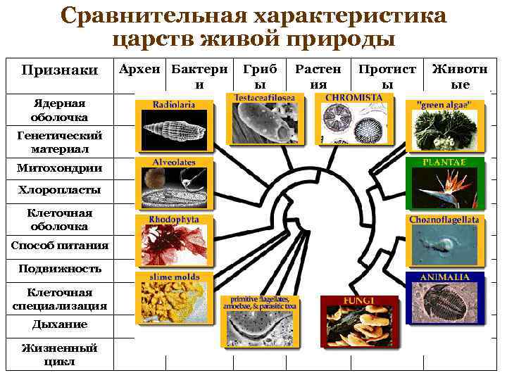   Сравнительная характеристика  царств живой природы  Признаки  Археи Бактери 