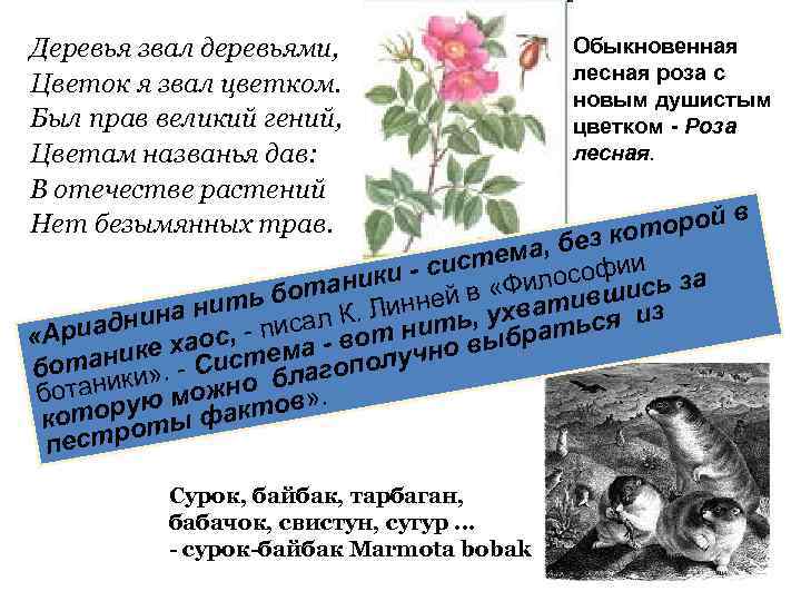 Деревья звал деревьями,    Обыкновенная    лесная роза с Цветок