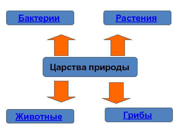 Бактерии   Растения  Царства природы Животные  Грибы 