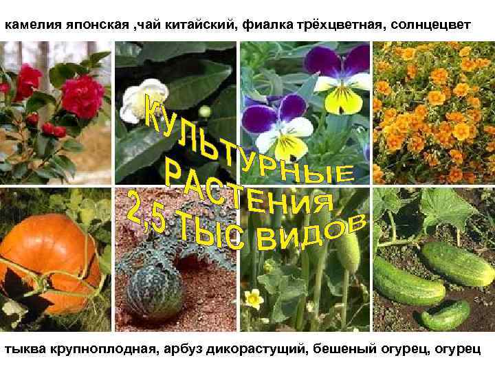 камелия японская , чай китайский, фиалка трёхцветная, солнцецвет тыква крупноплодная, арбуз дикорастущий, бешеный огурец,