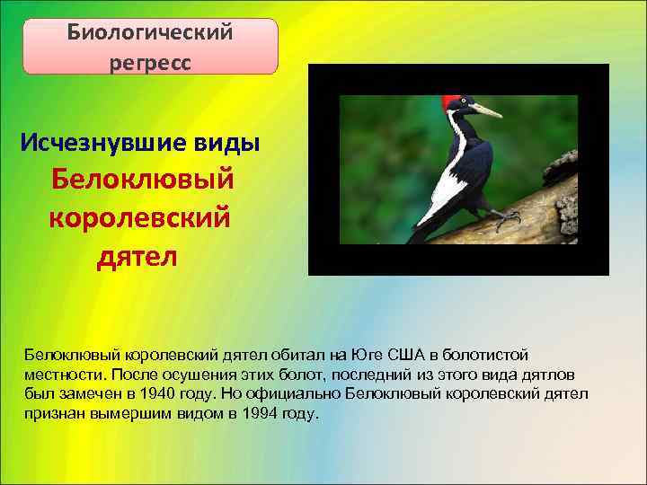  Биологический   регресс  Исчезнувшие виды  Белоклювый  королевский  дятел